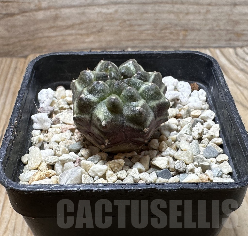 SHPR37275 Gymnocalycium mihanovichii ‘Day Dream’, seedling - Image 2