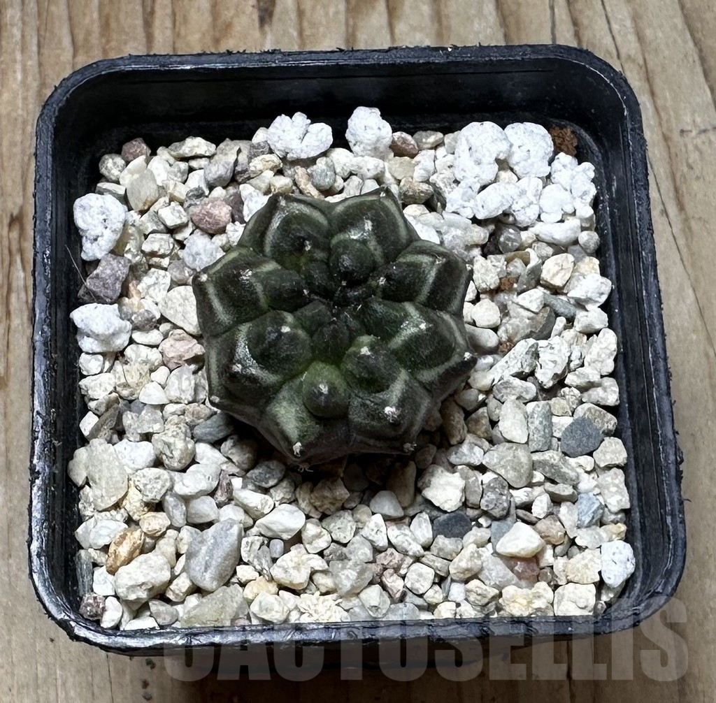 SHPR37275 Gymnocalycium mihanovichii ‘Day Dream’, seedling - Image 3