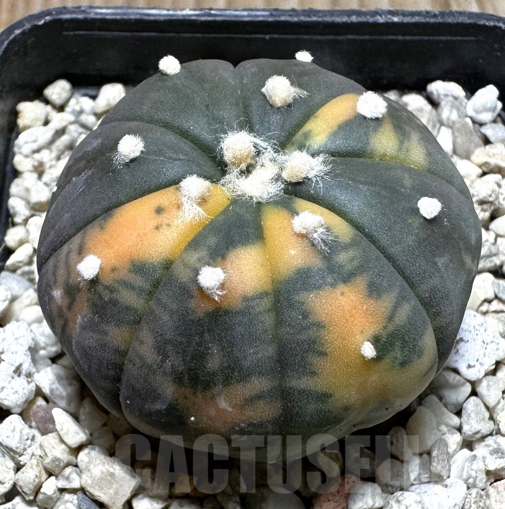 SHPR37251 Astrophytum asterias ‘Red Purple Skin’ f. variegata