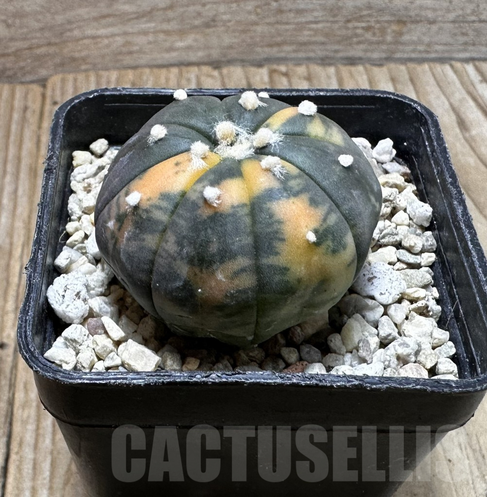 SHPR37251 Astrophytum asterias ‘Red Purple Skin’ f. variegata - Image 2