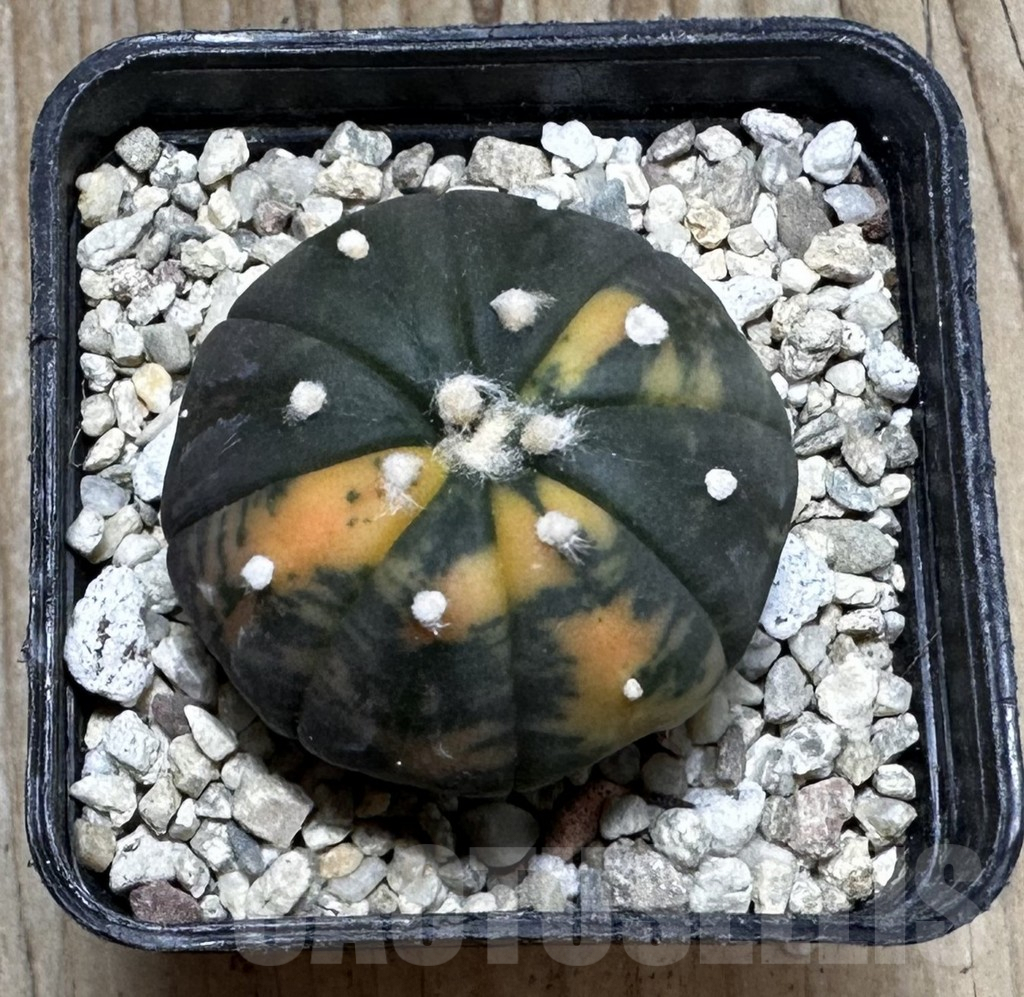 SHPR37251 Astrophytum asterias ‘Red Purple Skin’ f. variegata - Image 3