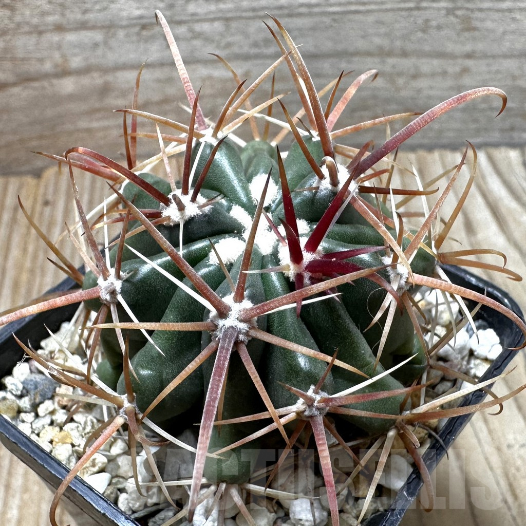 SHPR37288 Ferocactus fordii
