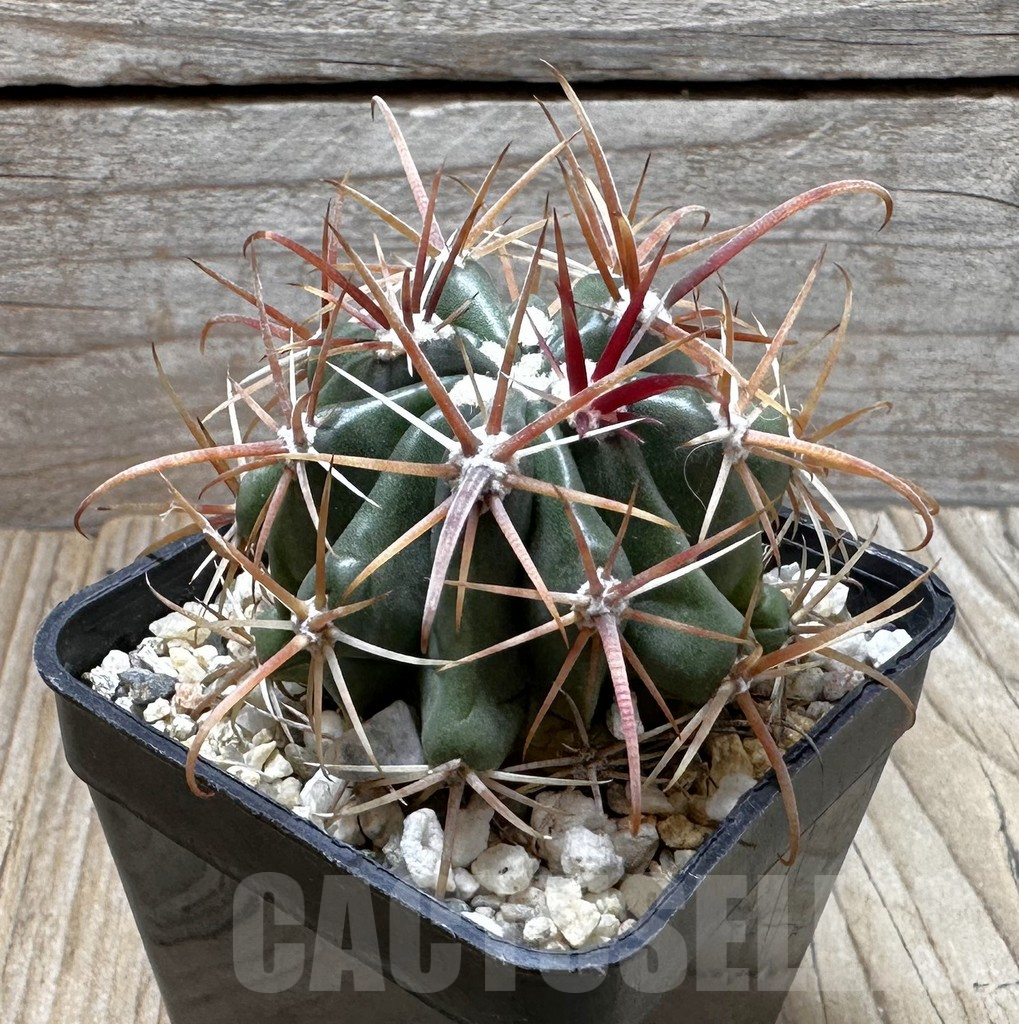 SHPR37288 Ferocactus fordii - Image 2