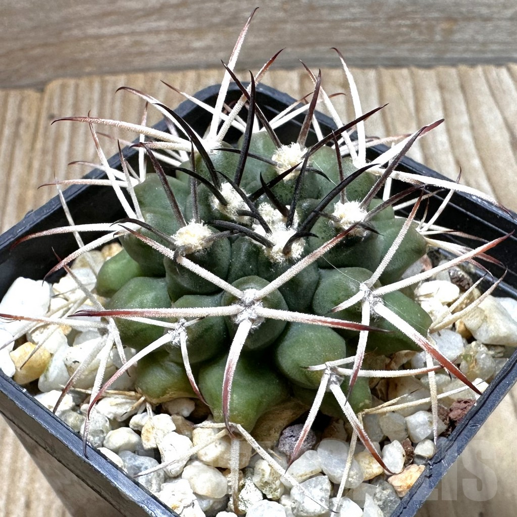 SHPR37289 Gymnocalycium delaetii