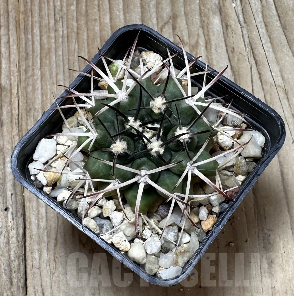 SHPR37289 Gymnocalycium delaetii - immagine 2