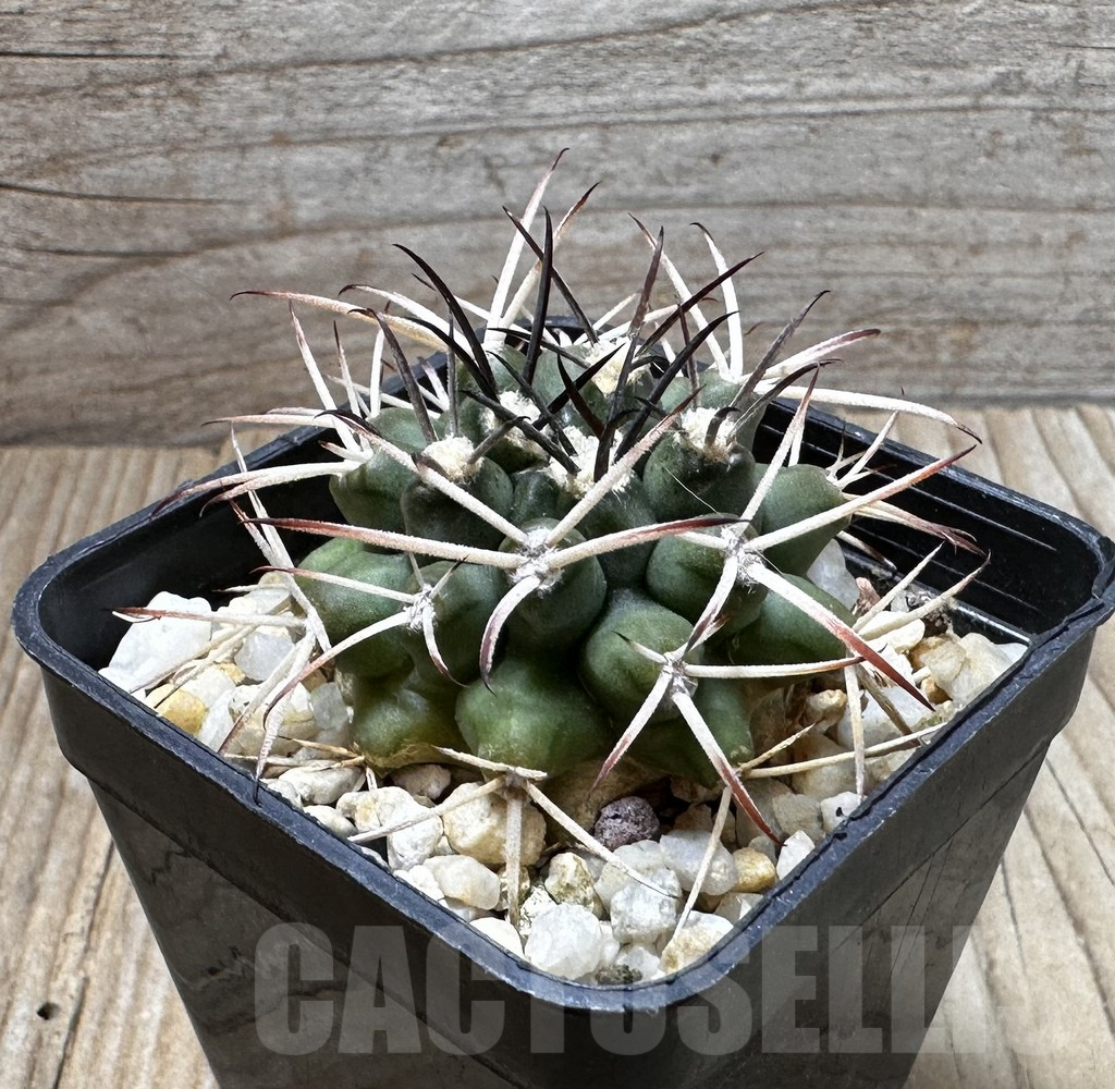 SHPR37289 Gymnocalycium delaetii - immagine 3
