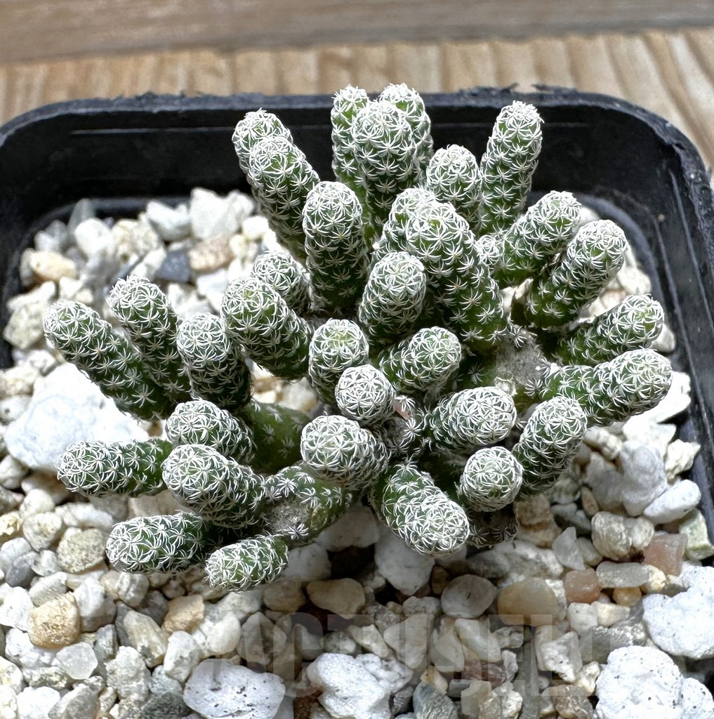 SHPR37292 Turbinicarpus krainzianus v. minimus