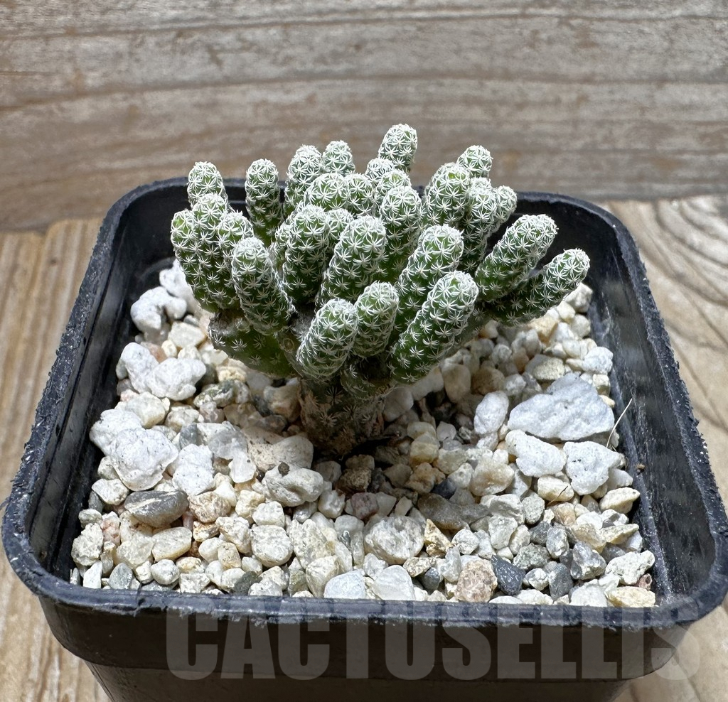 SHPR37292 Turbinicarpus krainzianus v. minimus - Obrázek 2