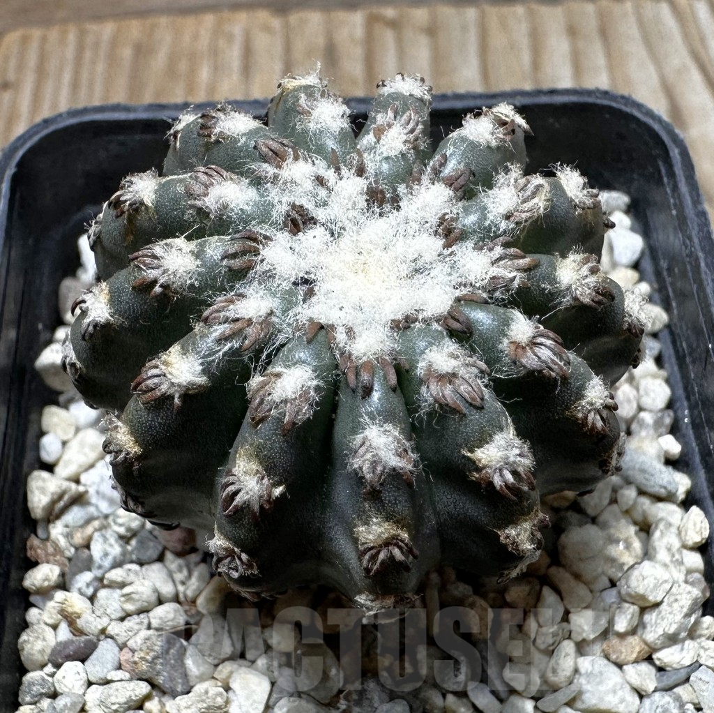 SHPR37294 Discocactus horstii