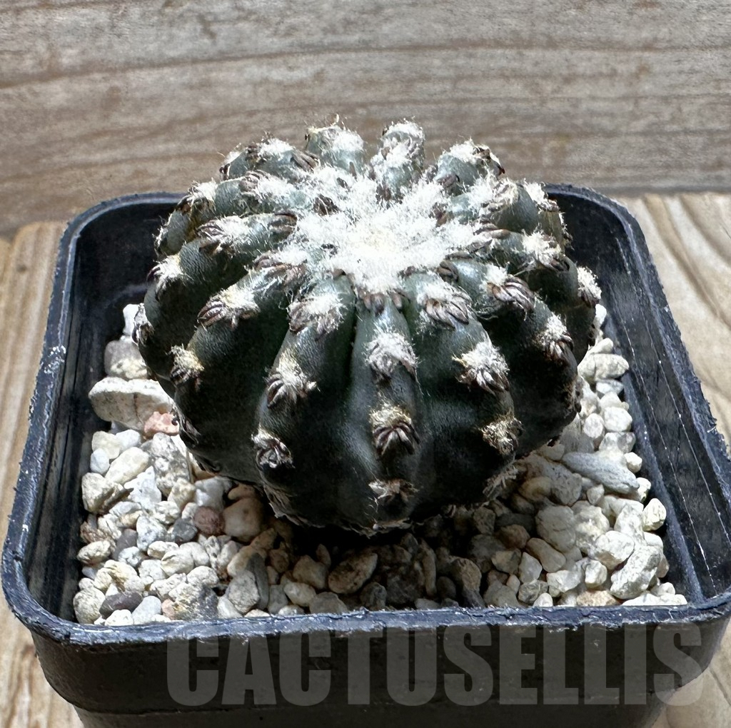 SHPR37294 Discocactus horstii - immagine 2