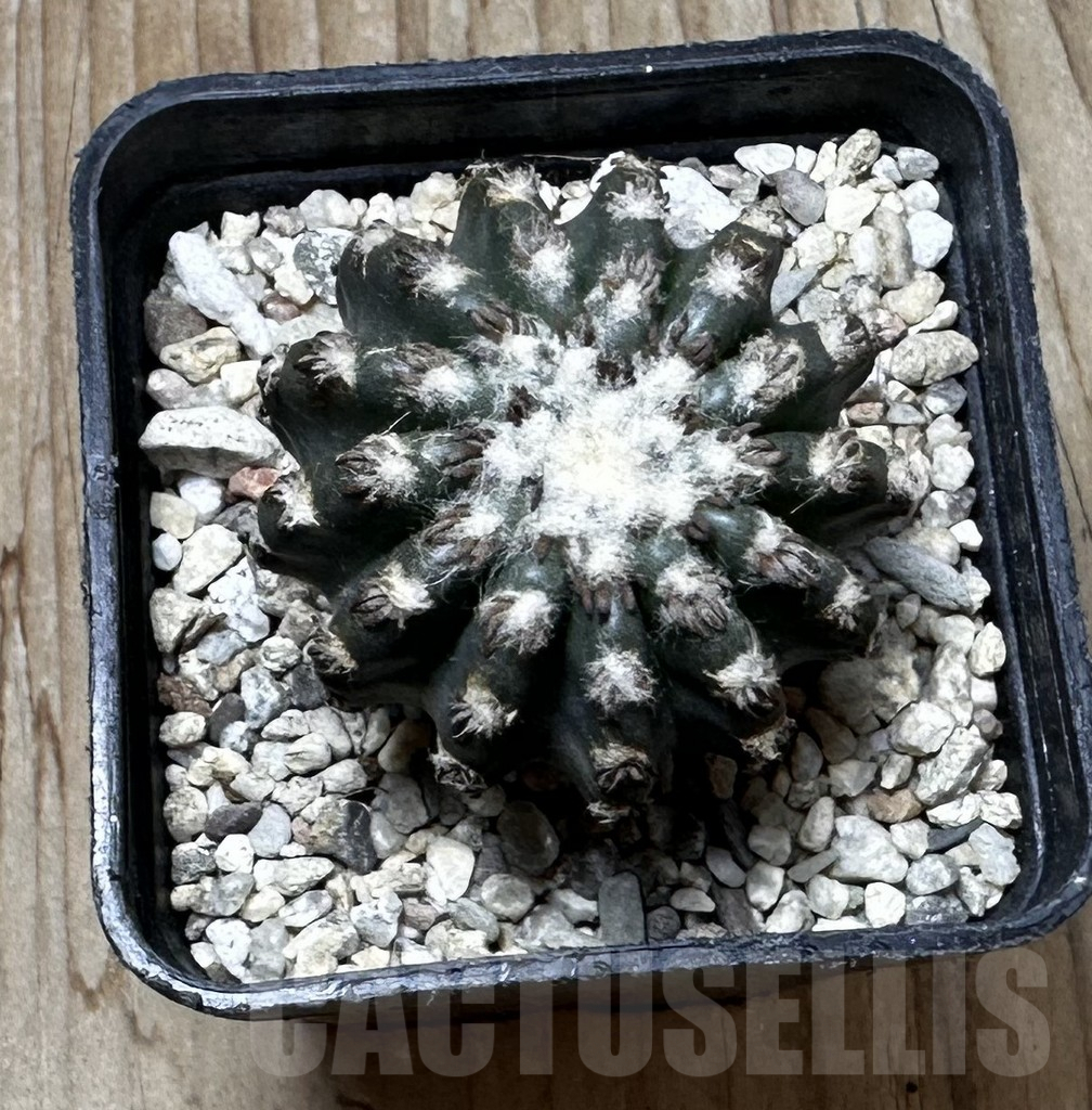 SHPR37294 Discocactus horstii - immagine 3