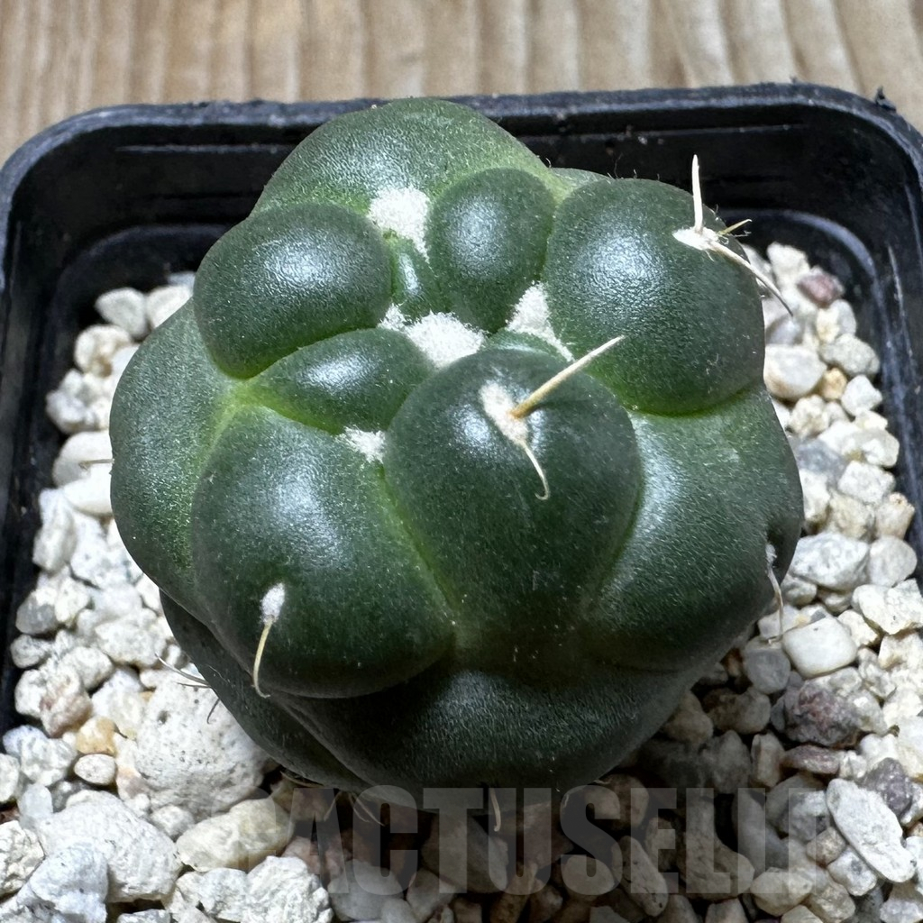 SHPR37296 Coryphantha elephantidens ‘inermis’ - Image 2