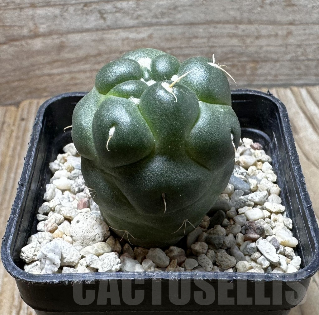 SHPR37296 Coryphantha elephantidens ‘inermis’ - Image 3