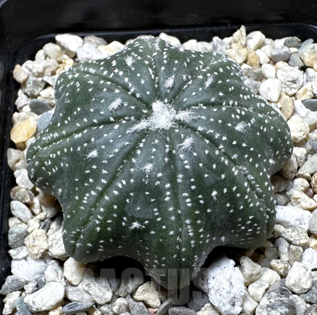 SHPR37298 Astrophytum asterias ‘Star Shape’