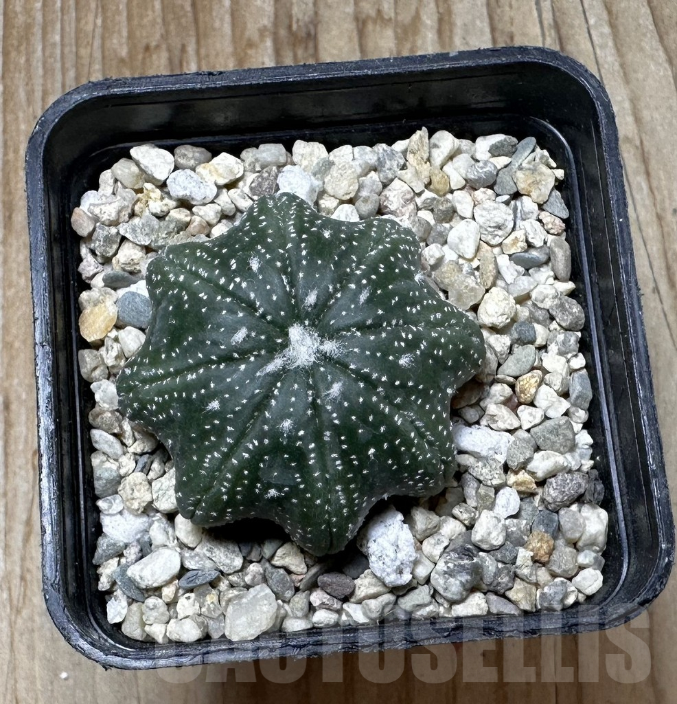 SHPR37298 Astrophytum asterias ‘Star Shape’ - Image 2