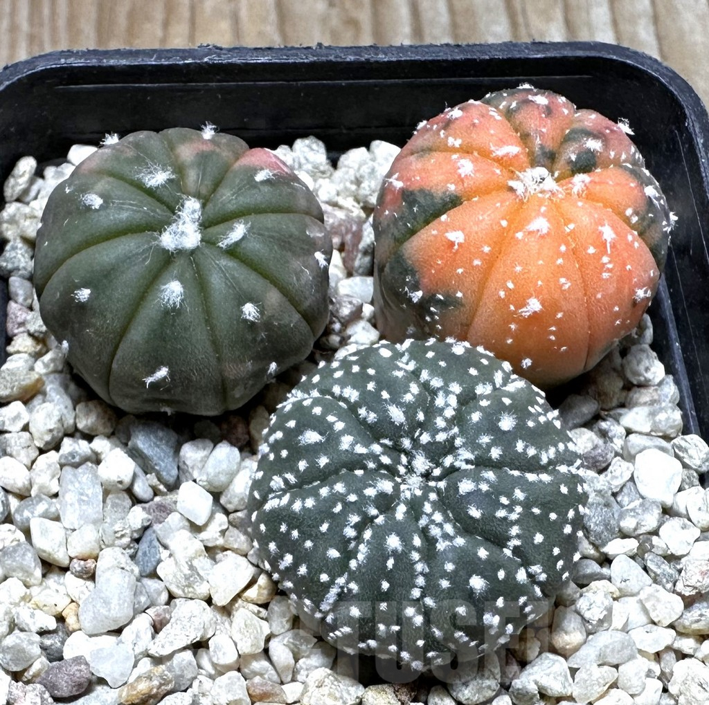 SHPR37255 Astrophytum asterias ‘Red Purple Skin’ f. variegata mix, 3 plants