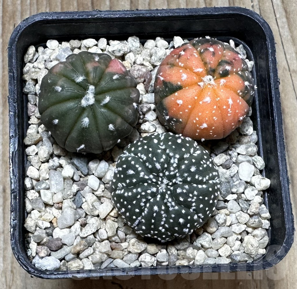 SHPR37255 Astrophytum asterias ‘Red Purple Skin’ f. variegata mix, 3 plants - Image 2