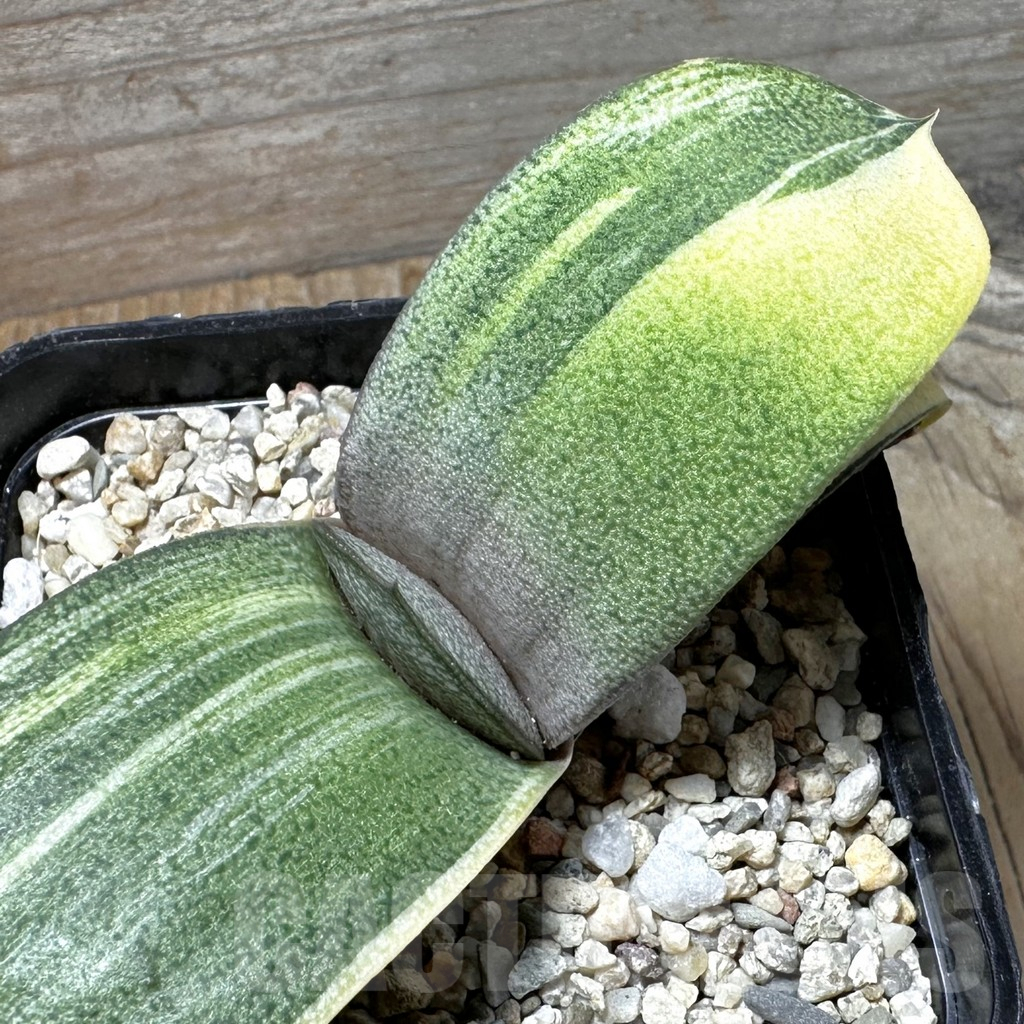 SHPR37249 Gasteria hybrid f. variegata, seedling
