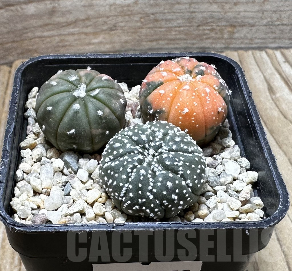 SHPR37255 Astrophytum asterias ‘Red Purple Skin’ f. variegata mix, 3 plants - Image 3