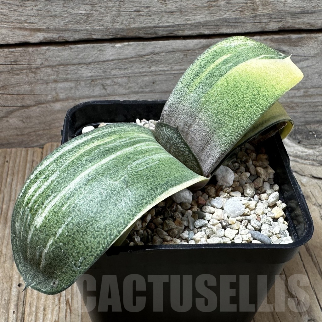 SHPR37249 Gasteria hybrid f. variegata, seedling - Image 2