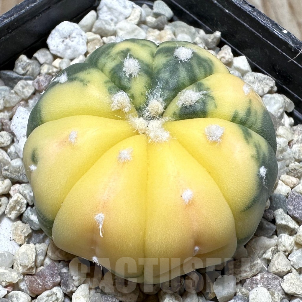 SHPR37260 Astrophytum asterias f. variegata
