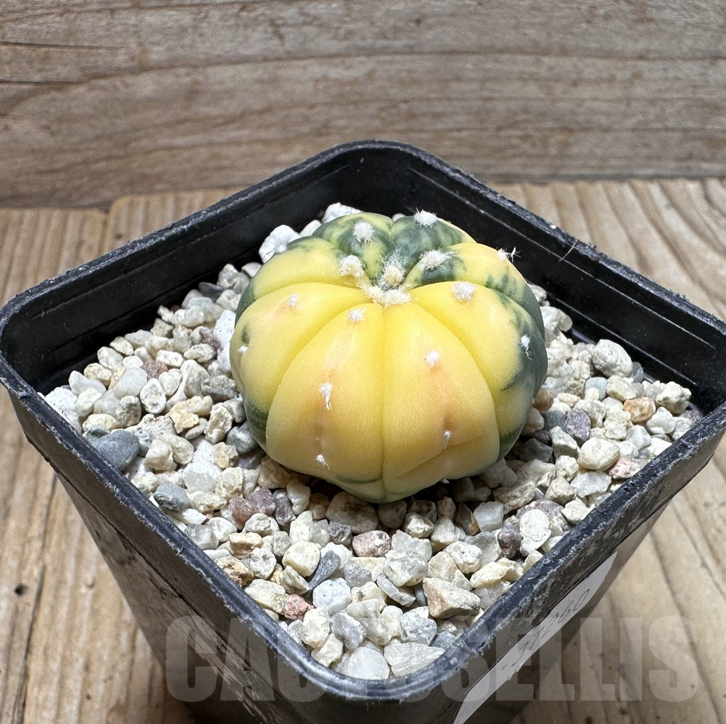 SHPR37260 Astrophytum asterias f. variegata - Image 3