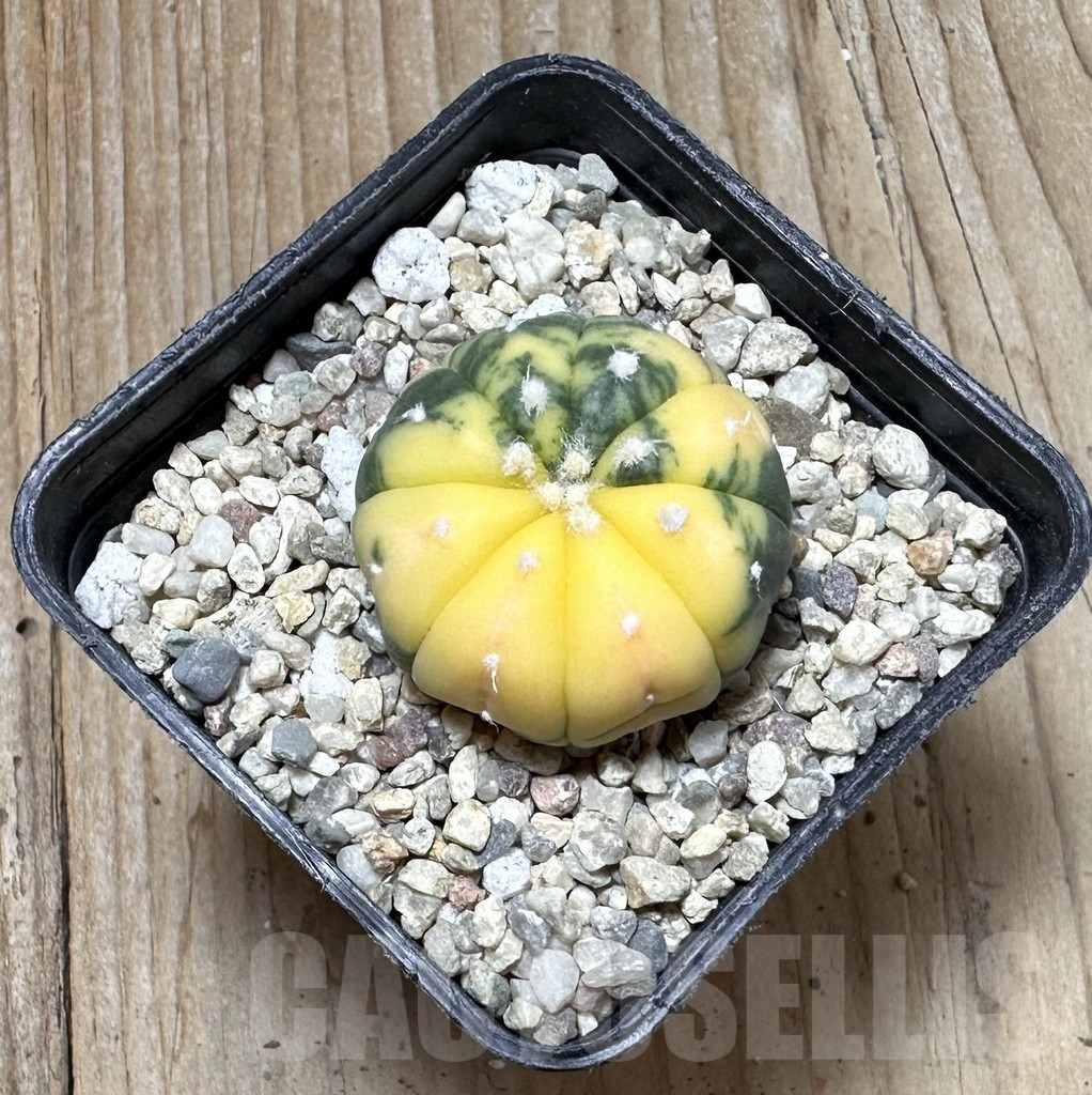 SHPR37260 Astrophytum asterias f. variegata - Image 2