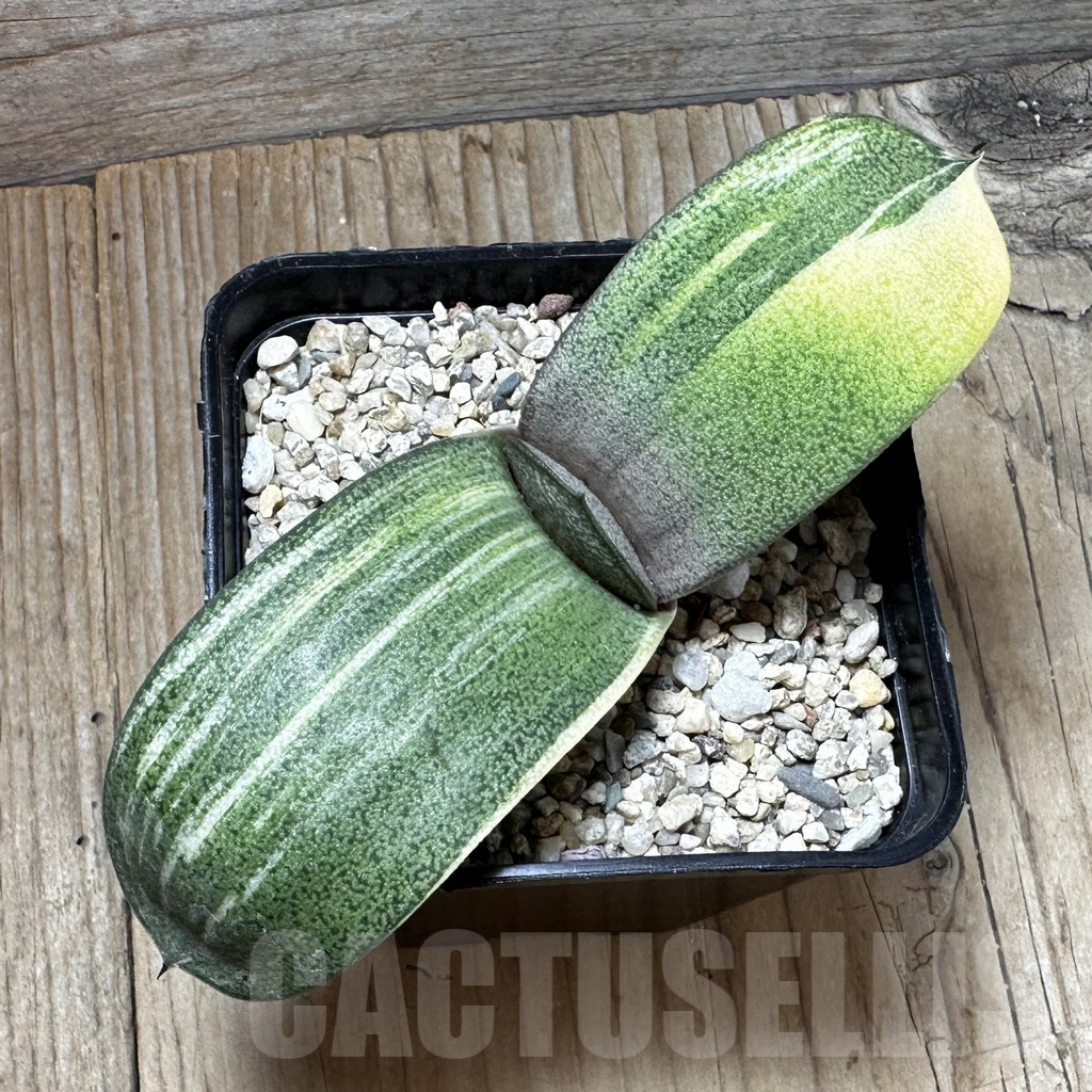 SHPR37249 Gasteria hybrid f. variegata, seedling - Image 3