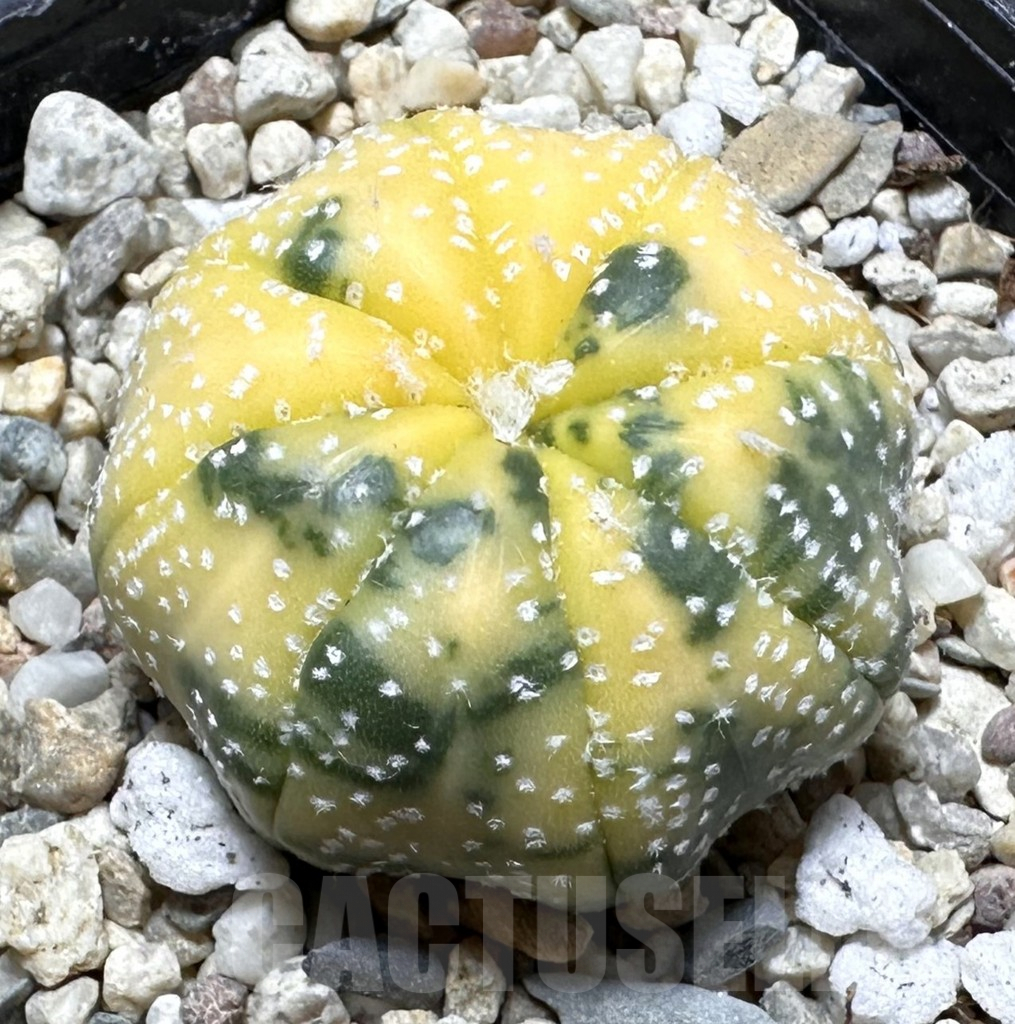 SHPR37262 Astrophytum asterias f. variegata