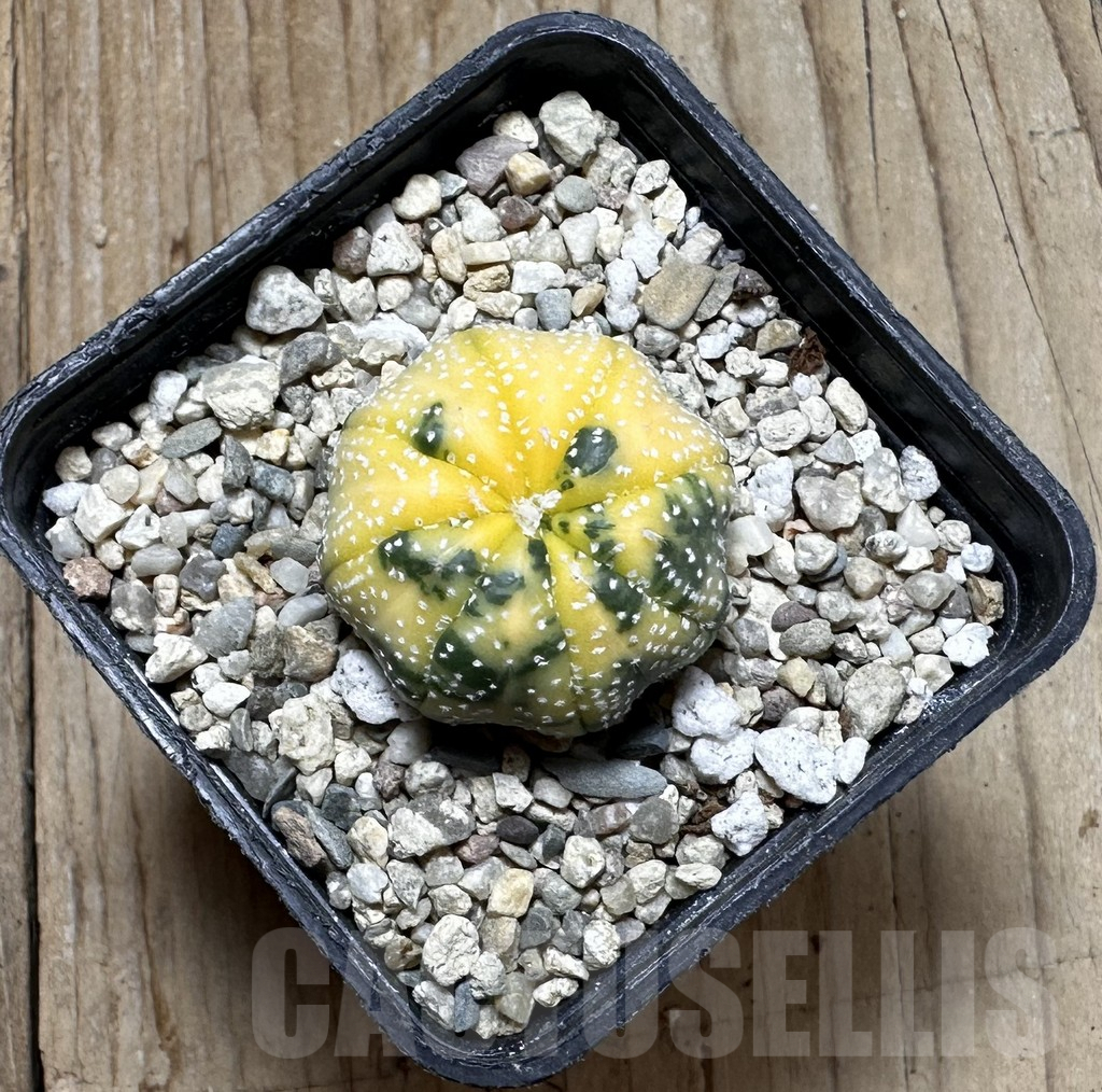 SHPR37262 Astrophytum asterias f. variegata - immagine 2