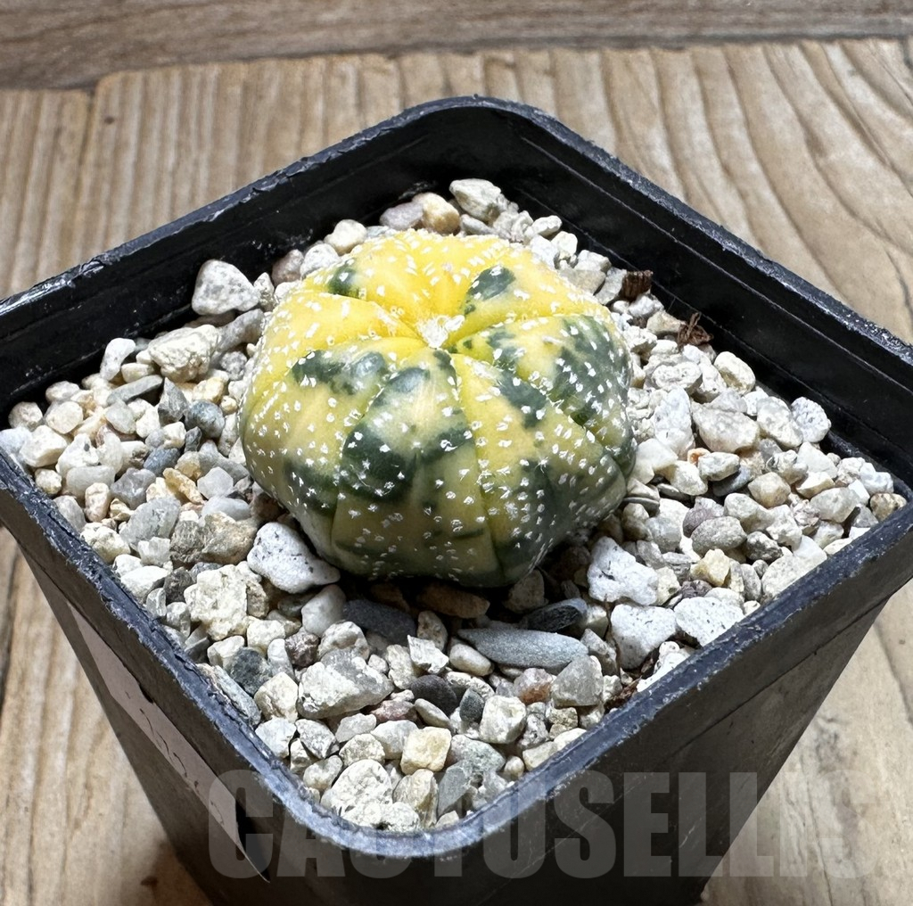SHPR37262 Astrophytum asterias f. variegata - immagine 3