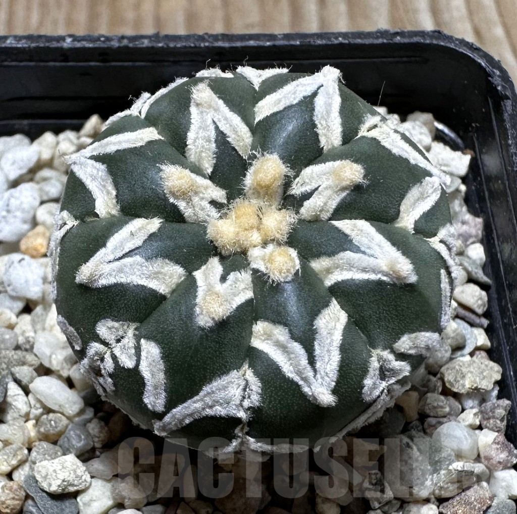 SHPR37263 Astrophytum asterias ‘Super Kabuto’ V-type f. nudum