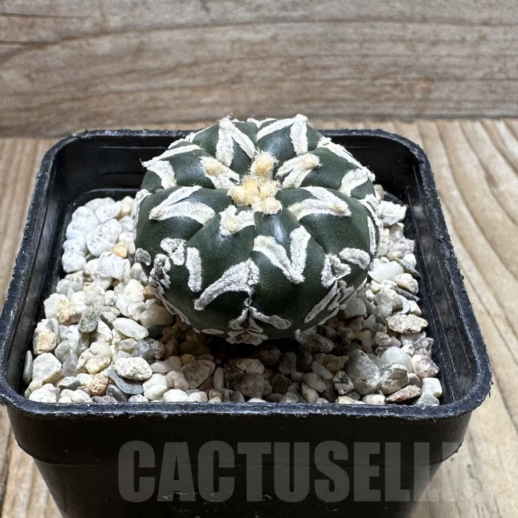 SHPR37263 Astrophytum asterias ‘Super Kabuto’ V-type f. nudum - Image 2