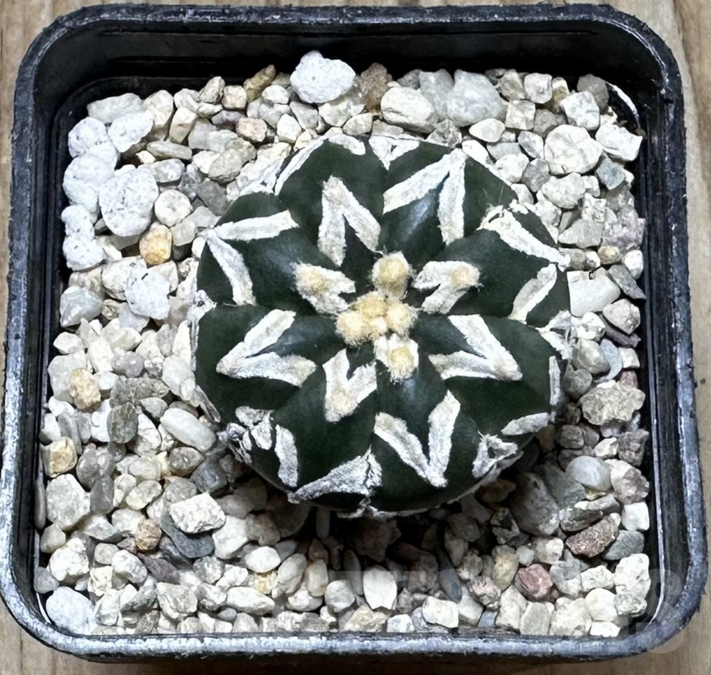 SHPR37263 Astrophytum asterias ‘Super Kabuto’ V-type f. nudum - Image 3