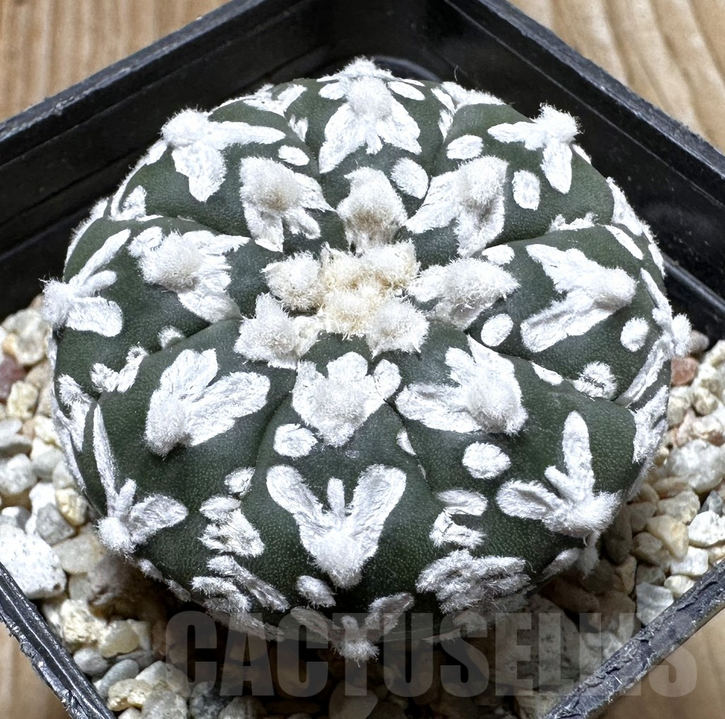 SHPR37264 Astrophytum asterias ‘Super Kabuto’ V-type