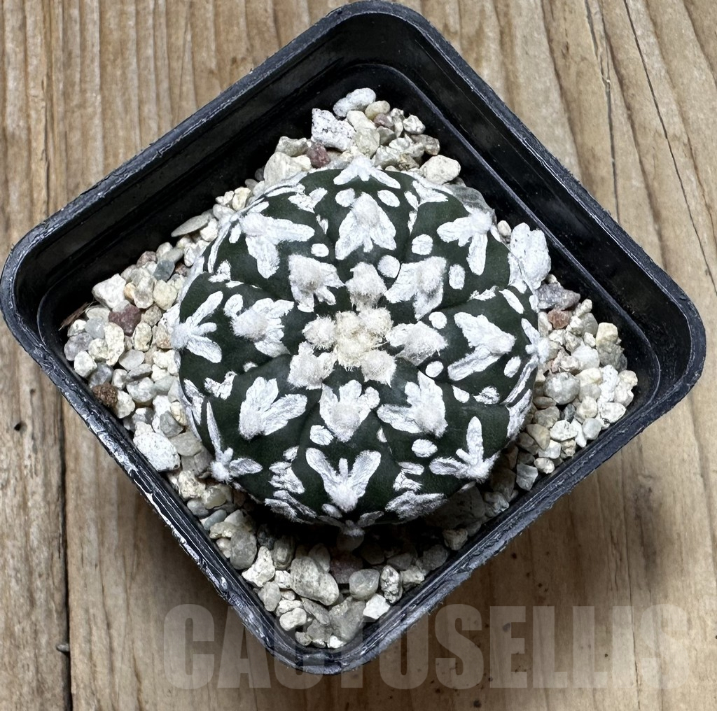SHPR37264 Astrophytum asterias ‘Super Kabuto’ V-type - Image 2