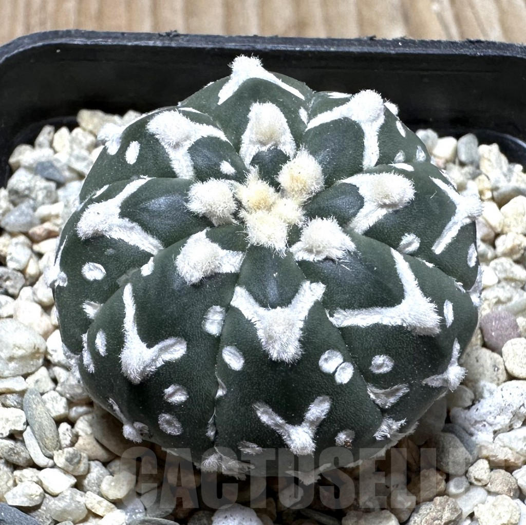 SHPR37265 Astrophytum asterias ‘Super Kabuto’ V-type f. nudum