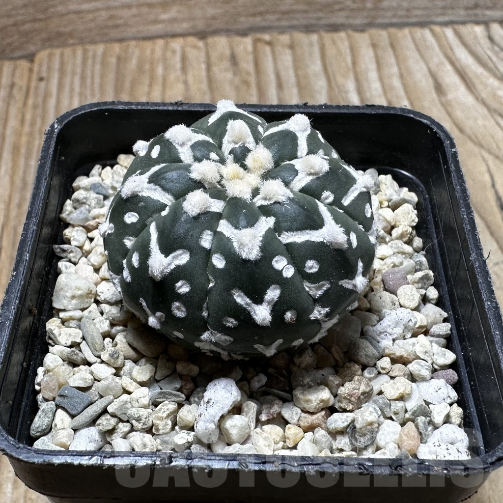 SHPR37265 Astrophytum asterias ‘Super Kabuto’ V-type f. nudum - Image 2