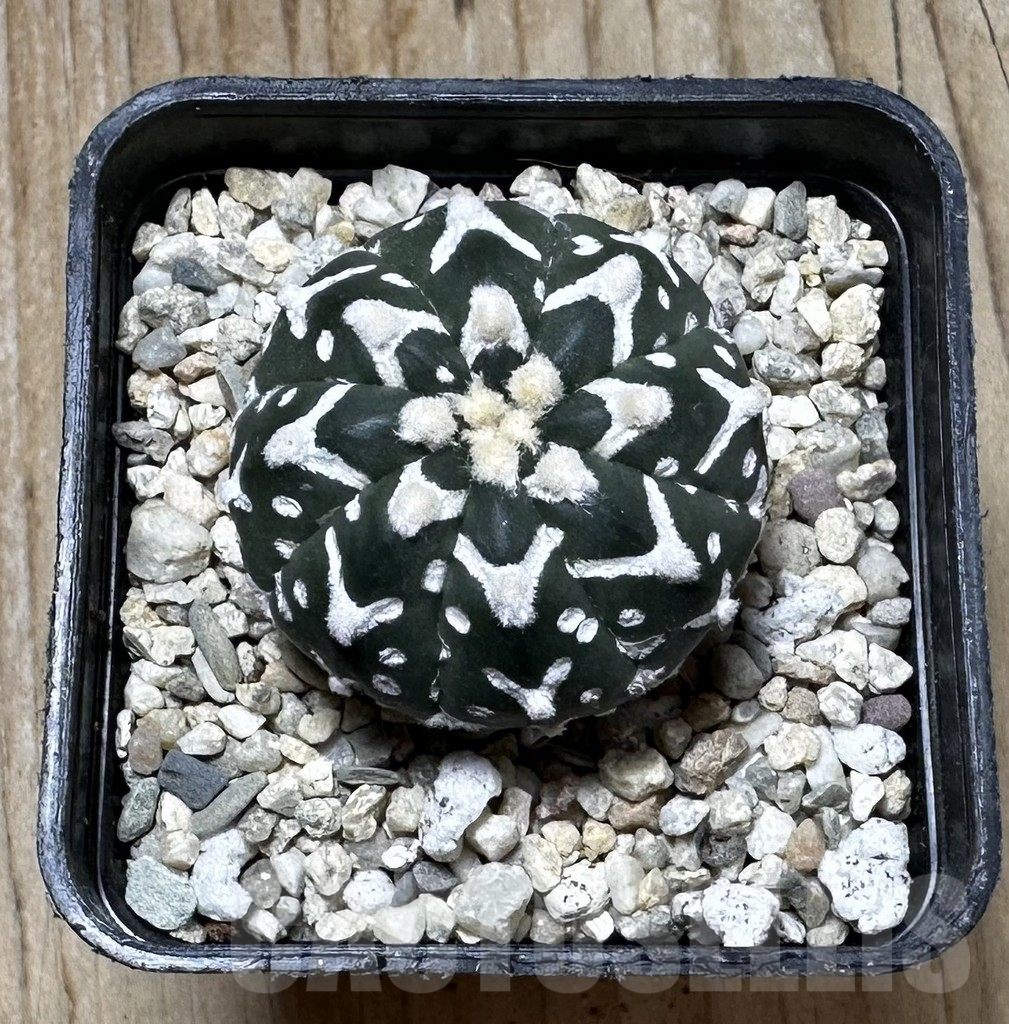 SHPR37265 Astrophytum asterias ‘Super Kabuto’ V-type f. nudum - Image 3