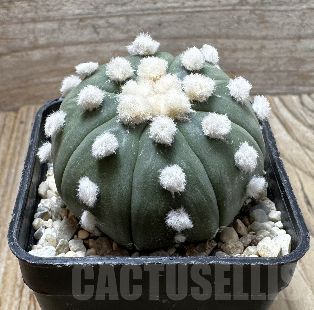 SHPR37266 Astrophytum asterias ‘Ooibo’ - Image 2