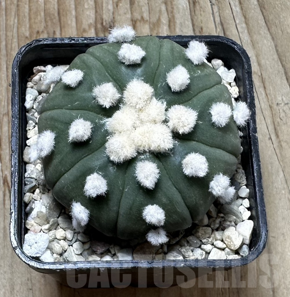 SHPR37266 Astrophytum asterias ‘Ooibo’ - Image 3
