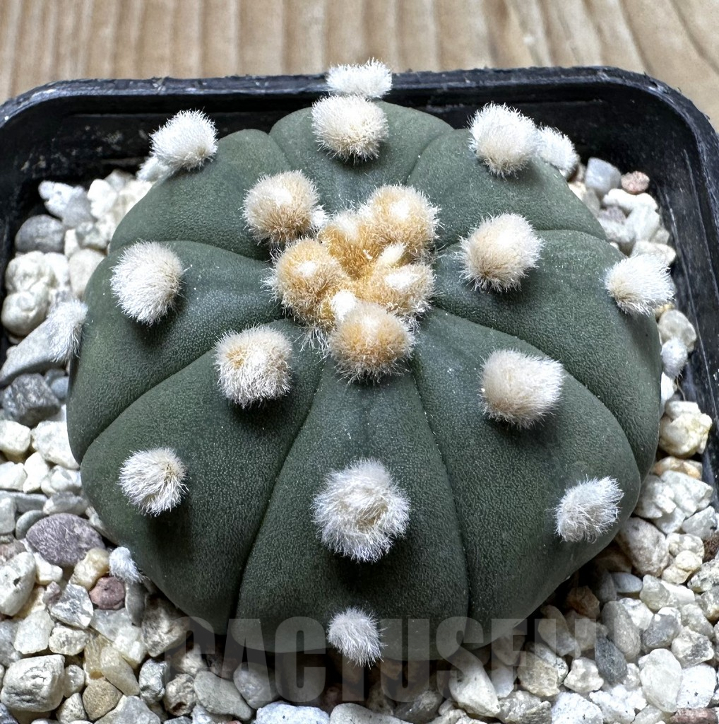 SHPR37267 Astrophytum asterias ‘Ooibo’