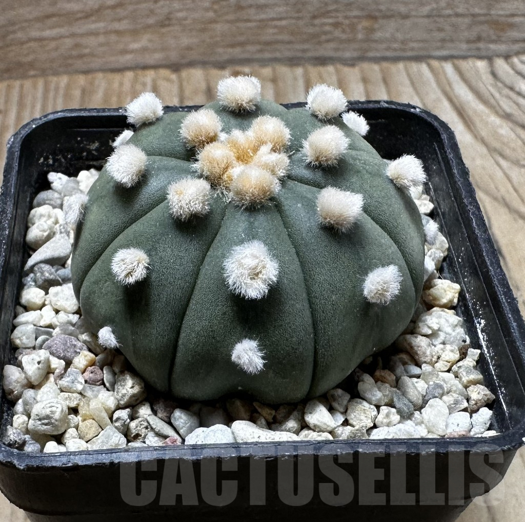 SHPR37267 Astrophytum asterias ‘Ooibo’ - Image 2