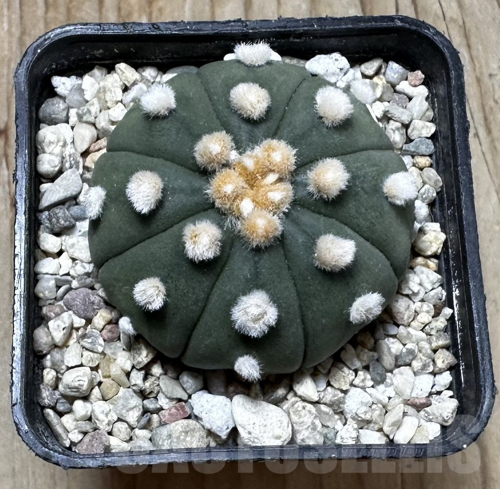 SHPR37267 Astrophytum asterias ‘Ooibo’ - Image 3