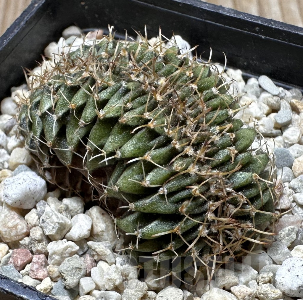 SHPR37268 Gymnocalycium friedrichii LB f. cristata