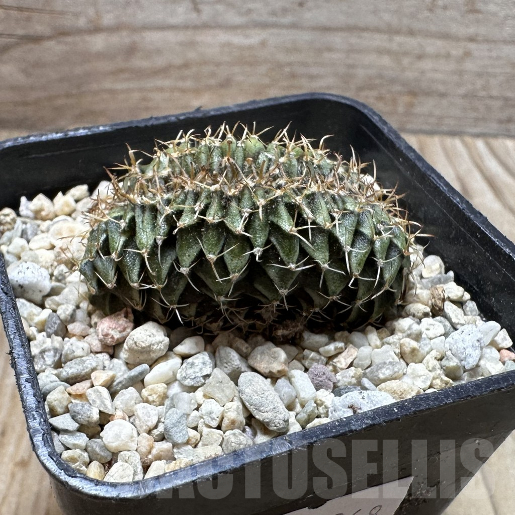 SHPR37268 Gymnocalycium friedrichii LB f. cristata - Image 2