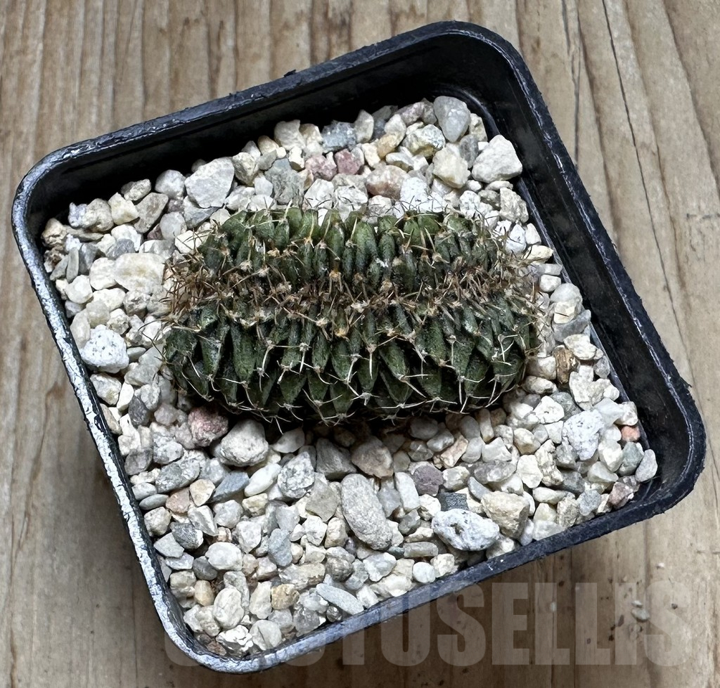 SHPR37268 Gymnocalycium friedrichii LB f. cristata - Image 3