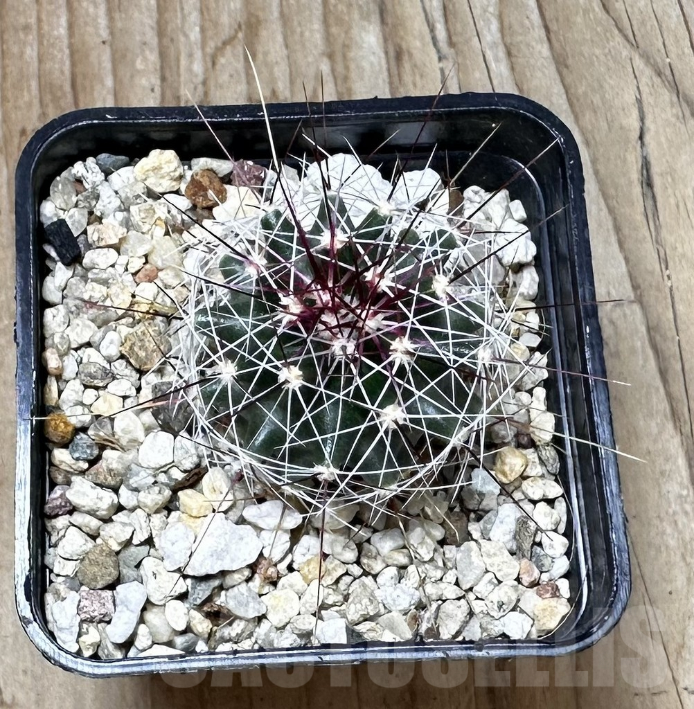 SHPR37373 Ferocactus haematacanthus -El Amparo- - 画像 (2)