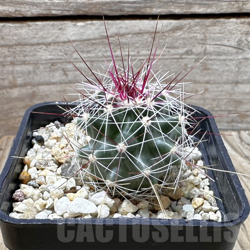SHPR37373 Ferocactus haematacanthus -El Amparo- - 画像 (3)