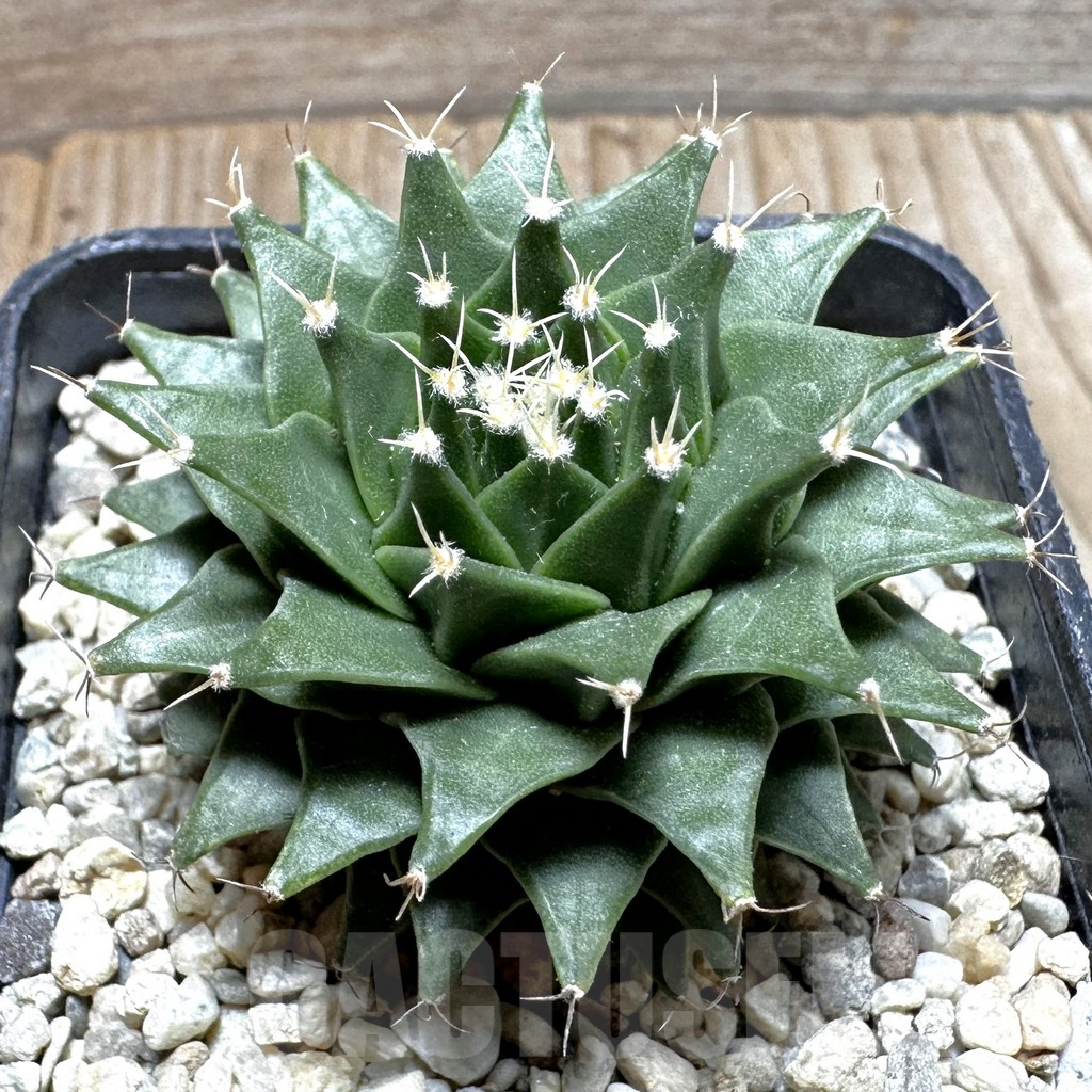 SHPR37375 Obregonia denegrii seedling